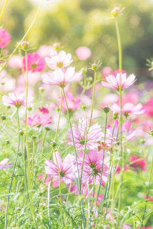Cosmos flowers in nature, sweet background, blurry flower background, light pink and deep pink cosmosの写真素材