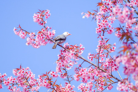 Spring time with beautiful cherry blossoms, pink sakura flowers.の写真素材