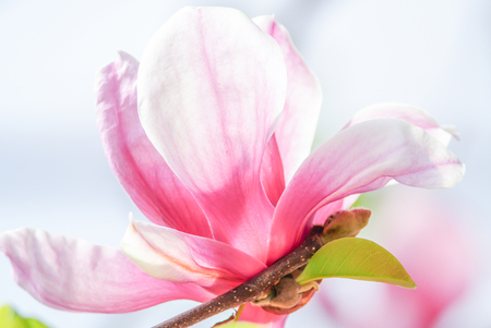 Pink magnolia. A branch of tender spring pink flower primrose magnoliaの写真素材