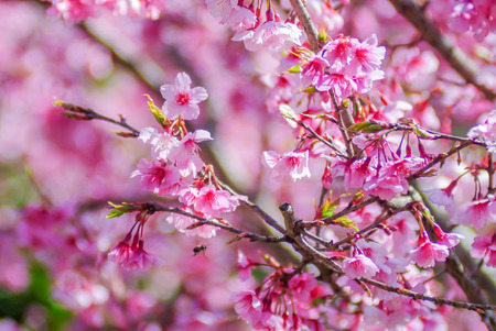Spring time with beautiful cherry blossoms, pink sakura flowers.の写真素材