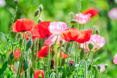 Poppies flowering Latin papaver rhoeas with the light behindの写真素材