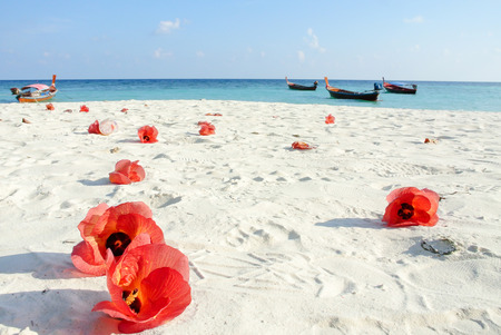 Blue sea, blue sky, white sand and many red Hibiscus flowersの写真素材