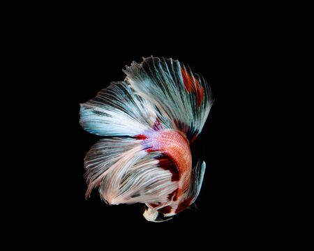 Multi-color betta fish, siamese fighting fish on black backgroundの写真素材