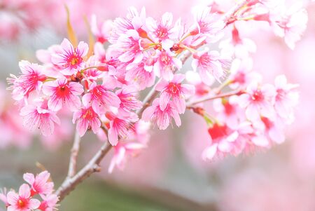 Cherry Blossom in spring with soft focus, unfocused blurred spring cherry bloom, bokeh flower background, pastel and soft flower background.の写真素材