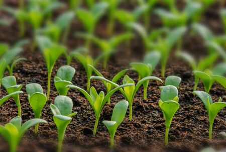 Rows of potted seedlings and young plants,  selective focusの写真素材