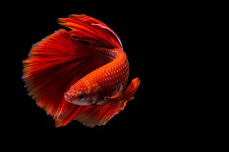 Red betta fish, siamese fighting fish on black backgroundの写真素材