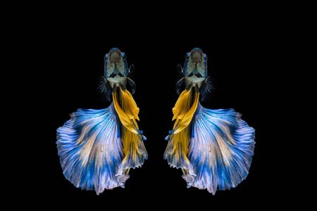Blue and yellow betta fish, siamese fighting fish on black backgroundの写真素材