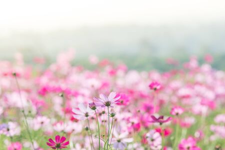 Cosmos flowers in nature, sweet background, blurry flower background, light pink and deep pink cosmosの写真素材