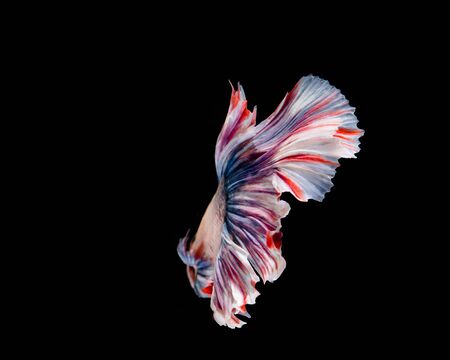 Multi-color betta fish, siamese fighting fish on black backgroundの写真素材
