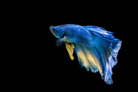Blue and yellow betta fish, siamese fighting fish on black backgroundの写真素材