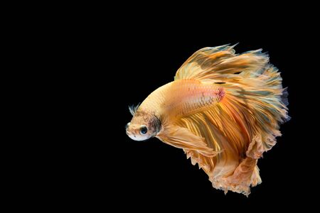 Yellow gold betta fish, siamese fighting fish on black backgroundの写真素材
