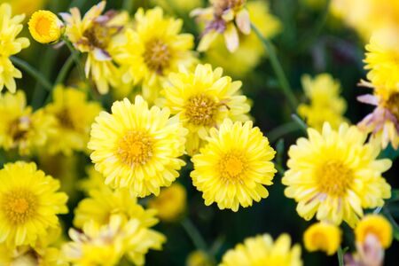 Yellow chrysanthemum flowers, chrysanthemum in the garden. Blurry flower for background, colorful plantsの写真素材