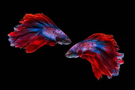 Red and blue betta fish, siamese fighting fish on black backgroundの写真素材