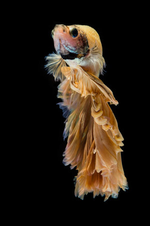 Yellow gold betta fish, siamese fighting fish on black background