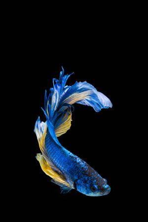 Blue and yellow betta fish, siamese fighting fish on black backgroundの写真素材