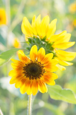 Soft, selective focus of sunflower (helianthus), blurry flower for background, colorful plantsの写真素材