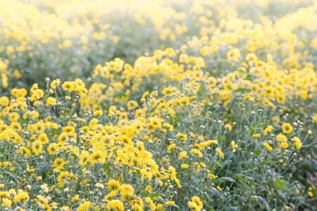 Yellow chrysanthemum flowers, chrysanthemum in the garden. Blurry flower for background, colorful plantsの写真素材