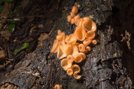 Mushroom in the rain forest among the fallen leaves and barkの写真素材