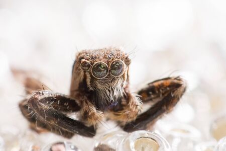 Spider on ice, pretty cool jumping spider from macro photography with blurry white backgroundの写真素材