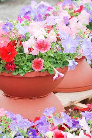 Petunia ,Petunias in the tray,Petunia in the pot, Mixed color petunia の写真素材