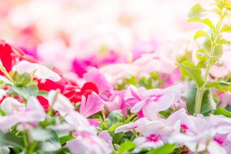 Vinca rosea flowers blossom in the garden, foliage variety of colors flowers, selective focusの写真素材