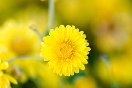 Yellow chrysanthemum flowers, chrysanthemum in the garden. Blurry flower for background, colorful plants
の写真素材
