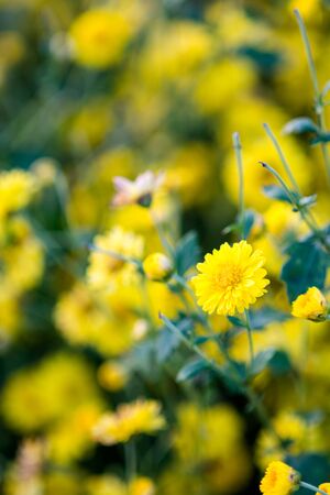 Yellow chrysanthemum flowers, chrysanthemum in the garden. Blurry flower for background, colorful plants
の写真素材