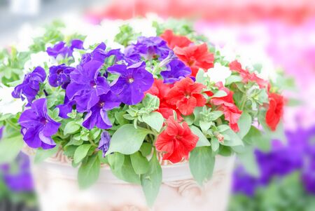 Colorful petunia flowers, Grandiflora is the most popular variety of petunia, with large single or double flowers that form mounds of colorful solid, striped, or variegated blooms.
の写真素材