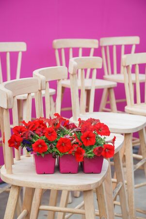 Petunia ,Petunias in the pink tray,Petunia in the pot, red petunia on the wood chairの写真素材