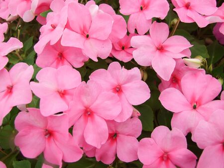 pink impatiens, Busy Lizzie, scientific name Impatiens walleriana flowers also called Balsam, flowerbed of blossoms in pinkの写真素材