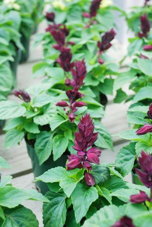 Purple Salvia Splendens, Purple flower pot plants in the black tray.の写真素材