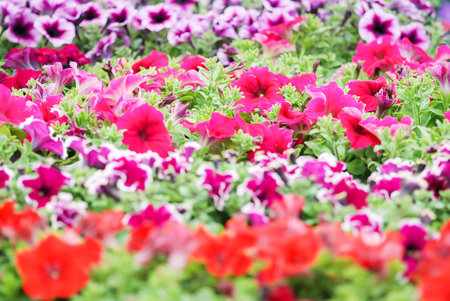 Petunia ,Petunias in the tray,Petunia in the pot, mixed color petunia