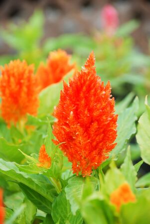 Red Celosia Plumosa in potted, dwarf celosia. Pot plants in greenhouseの写真素材