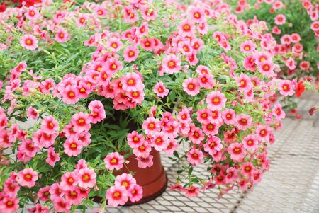 Petunia ,Petunias in the tray,Petunia in the pot, Mixed color petunia, pink and red shadeの写真素材