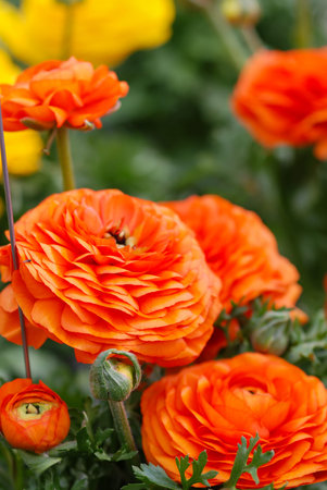 Ranunculus flora. A blossomed orange flower with detailed petals shot, potted plant