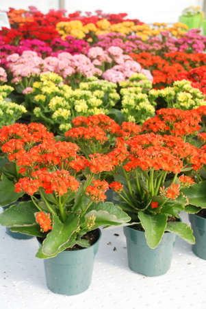Kalanchoe plant with mixed color flowers, Kalanchoe blossfeldiana, potted Kalanchoeの写真素材