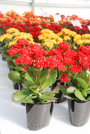 Kalanchoe plant with red flowers, Kalanchoe blossfeldiana, potted Kalanchoeの写真素材