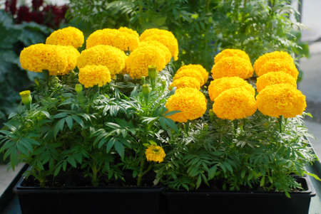 Marigolds Yellow Color (Tagetes erecta, Mexican marigold, Aztec marigold, African marigold), marigold pot plantの写真素材