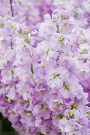 Matthiola incana flower, stock flowers, cut flowers in nursery, full bloom. Light Pink Matthiolaの写真素材