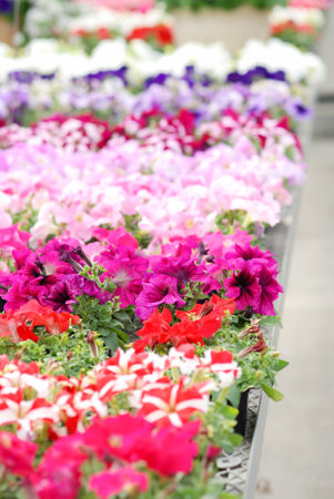 Petunias in the tray,Petunia in the pot, multi colors petunia on the wood chairの写真素材