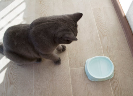 British cat and bowl. The cat sits next to a blue bowl of water on the floor.の写真素材