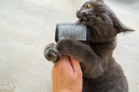The cat gnaws a combo for the cat. A British cat nibbles on a cat's comb held by a human.の写真素材