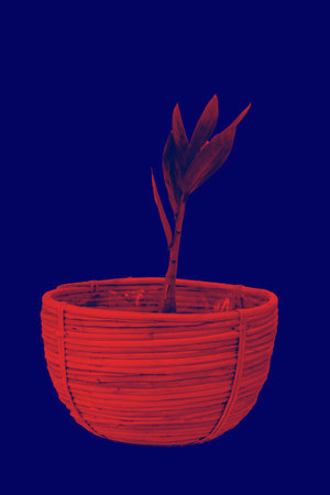 Flower in a pot, duotone red and blue, photo.の写真素材