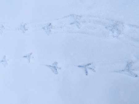 Bird tracks in the snow. Photo of the ground covered with snow and traces of a bird in the snow.