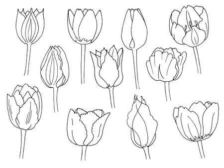large set of vector tulip flowers and leavesのイラスト素材
