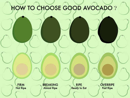 Painted avocados of different maturity. Teach everyone how to choose a good avocado.の写真素材