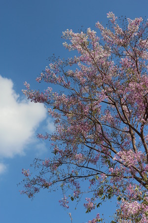 Thai crape myrtle-stranger tree,there is pink blossom and beautiful.の写真素材