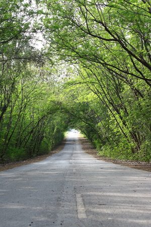 Tunnel of tree.It's covered the road.の写真素材