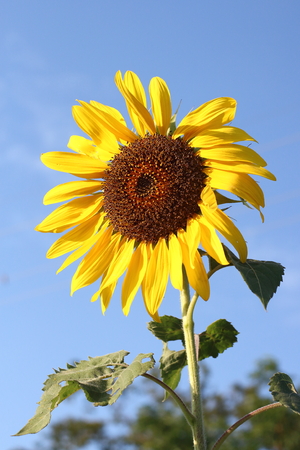 Sunflower in the sunshine.の写真素材