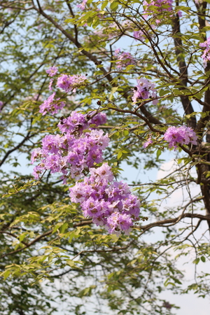 Thai crape myrtle,Lagerstroemia floribunda,is a flowering plant.There is a beautiful pink blossom.の写真素材
